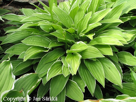 Hosta sieboldii, raitakuunlilja